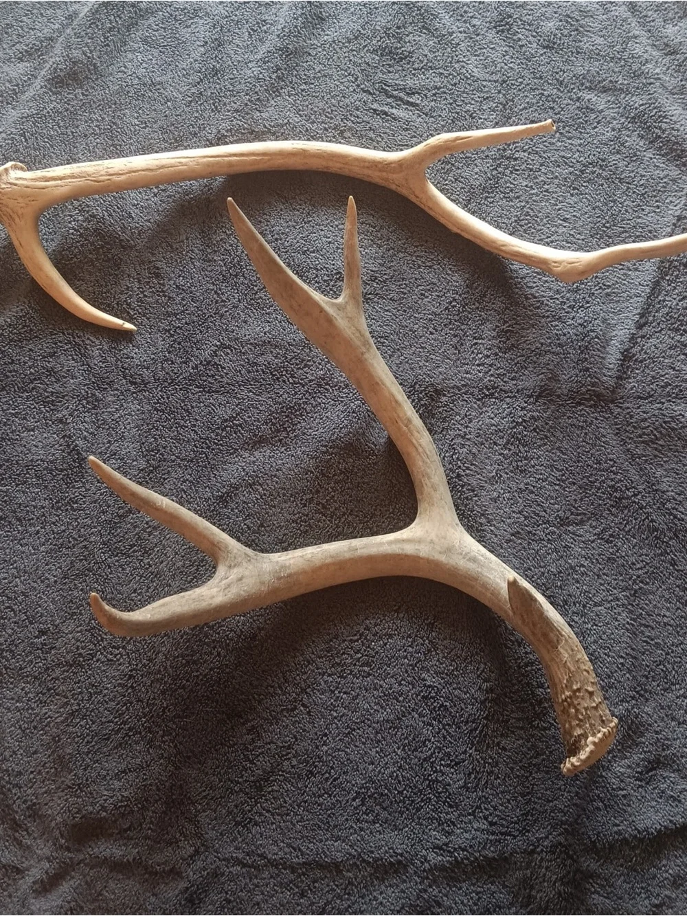 Natural Deer Antler Wall Decor - Brown